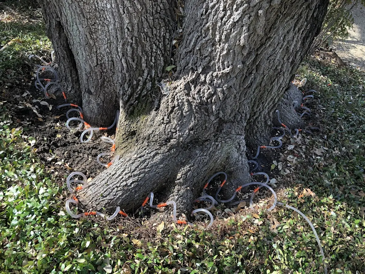 Detailed Tree Cabling and Bracing job site in Clear