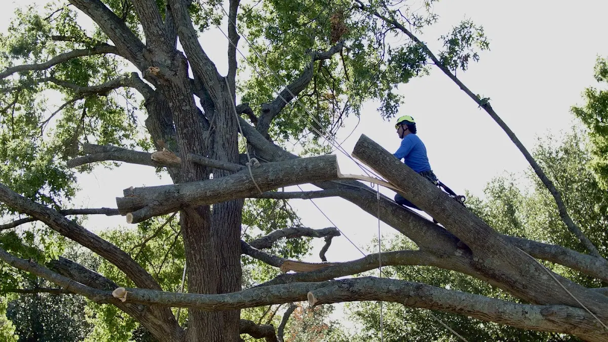 Professional Crown Thinning performed by certified arborists in Clear
