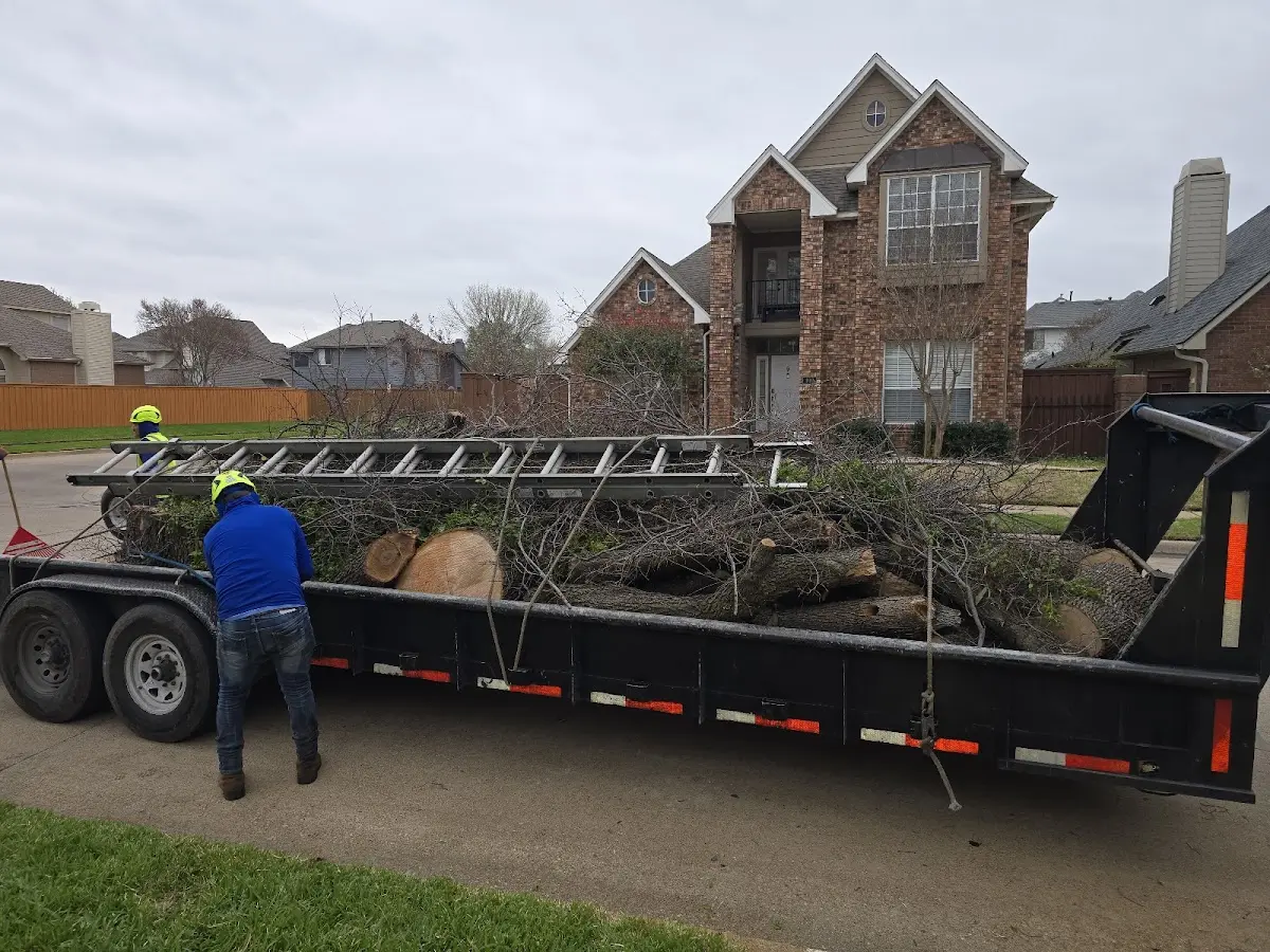 Expert Tree Removal with proper safety equipment in Clear